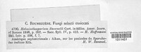 Curvularia ravenelii image